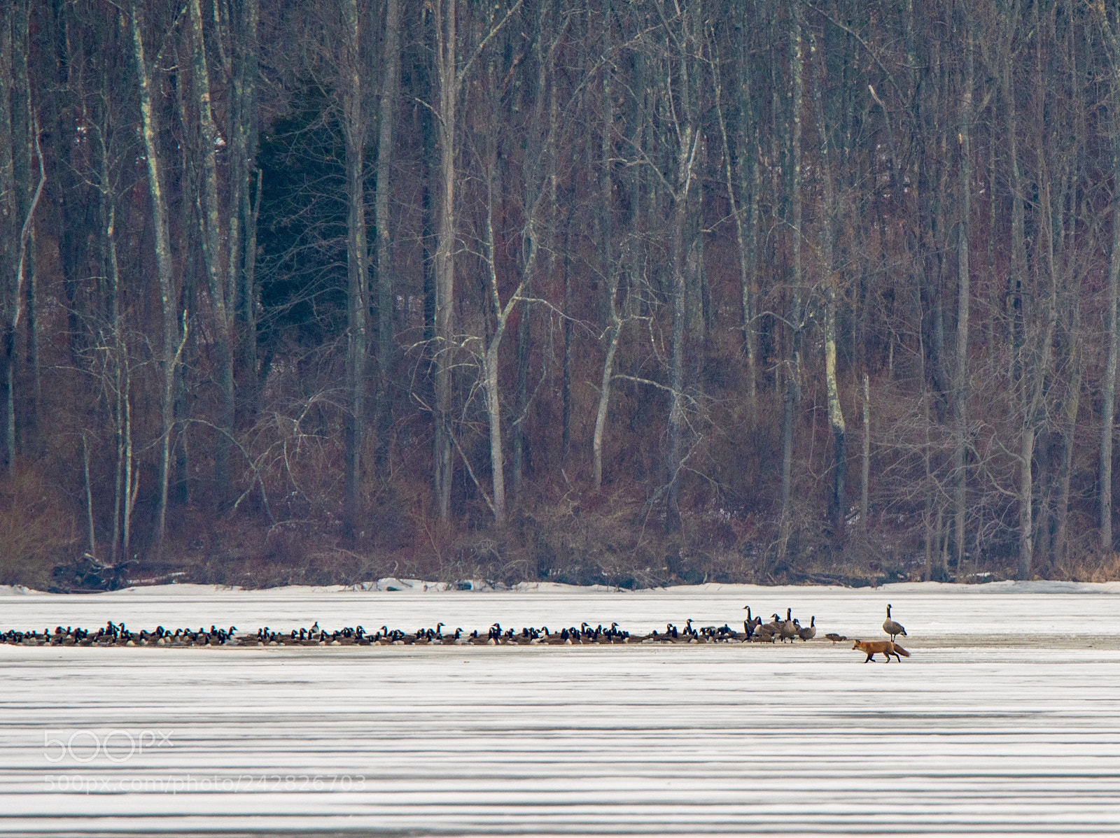 Nikon D500 sample photo. With the lake frozen photography