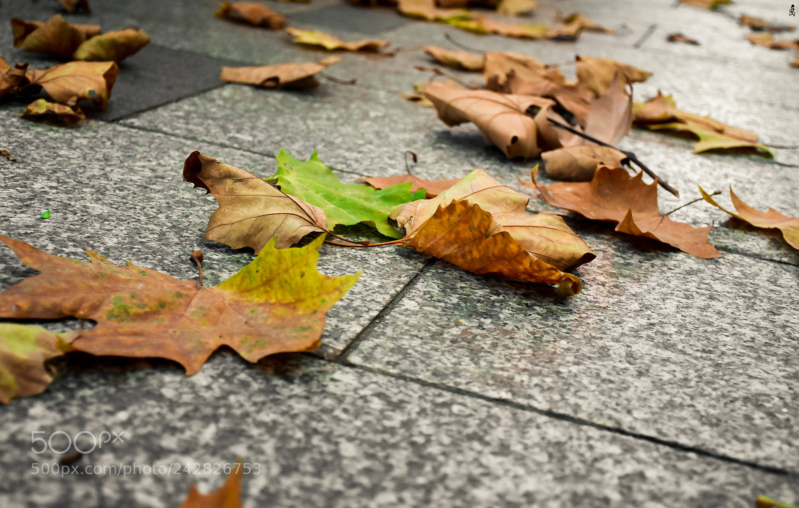 Nikon D7200 sample photo. Untitled photography