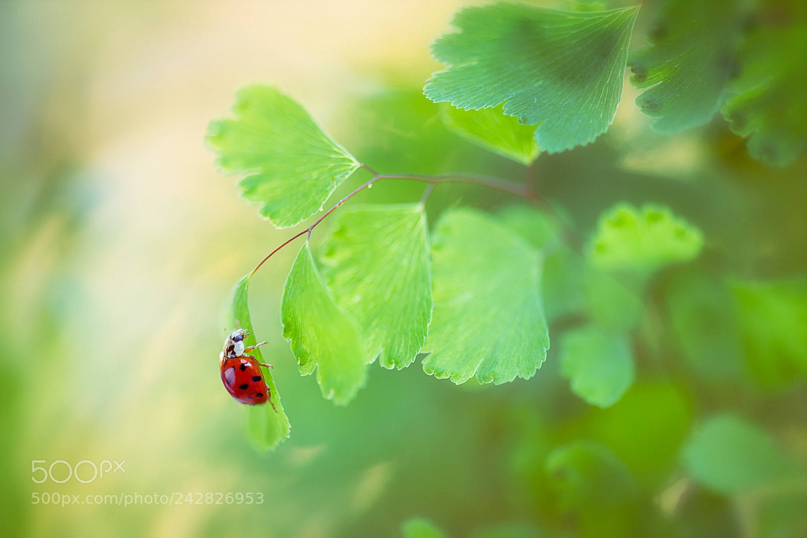 Nikon D610 sample photo. Ladybug photography
