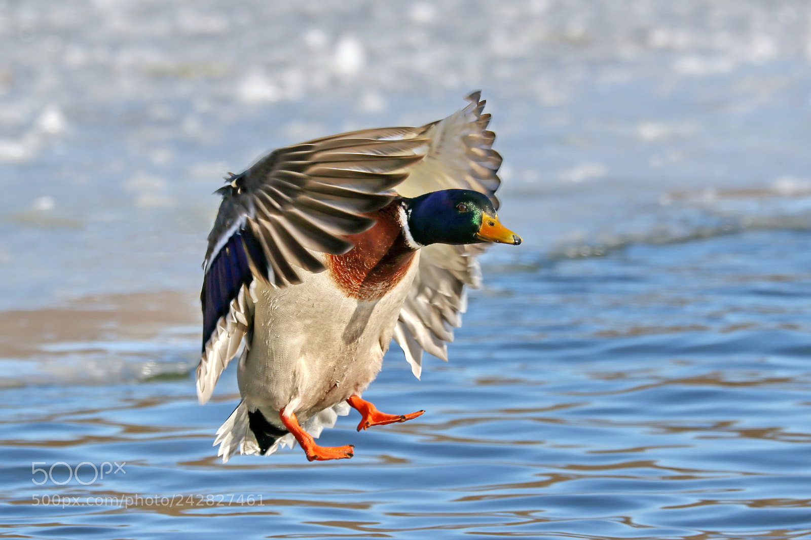 Canon EOS 7D Mark II sample photo. Mallard landing photography