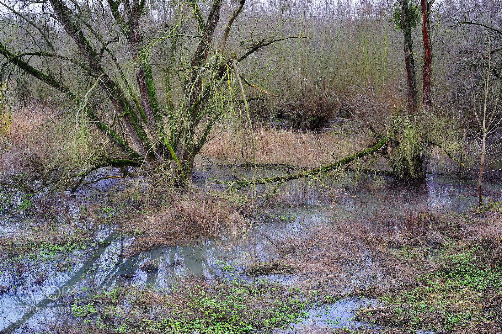 Nikon D700 sample photo. Flood in the forest photography