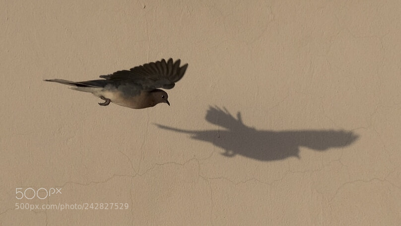 Nikon D500 sample photo. Shadow photography