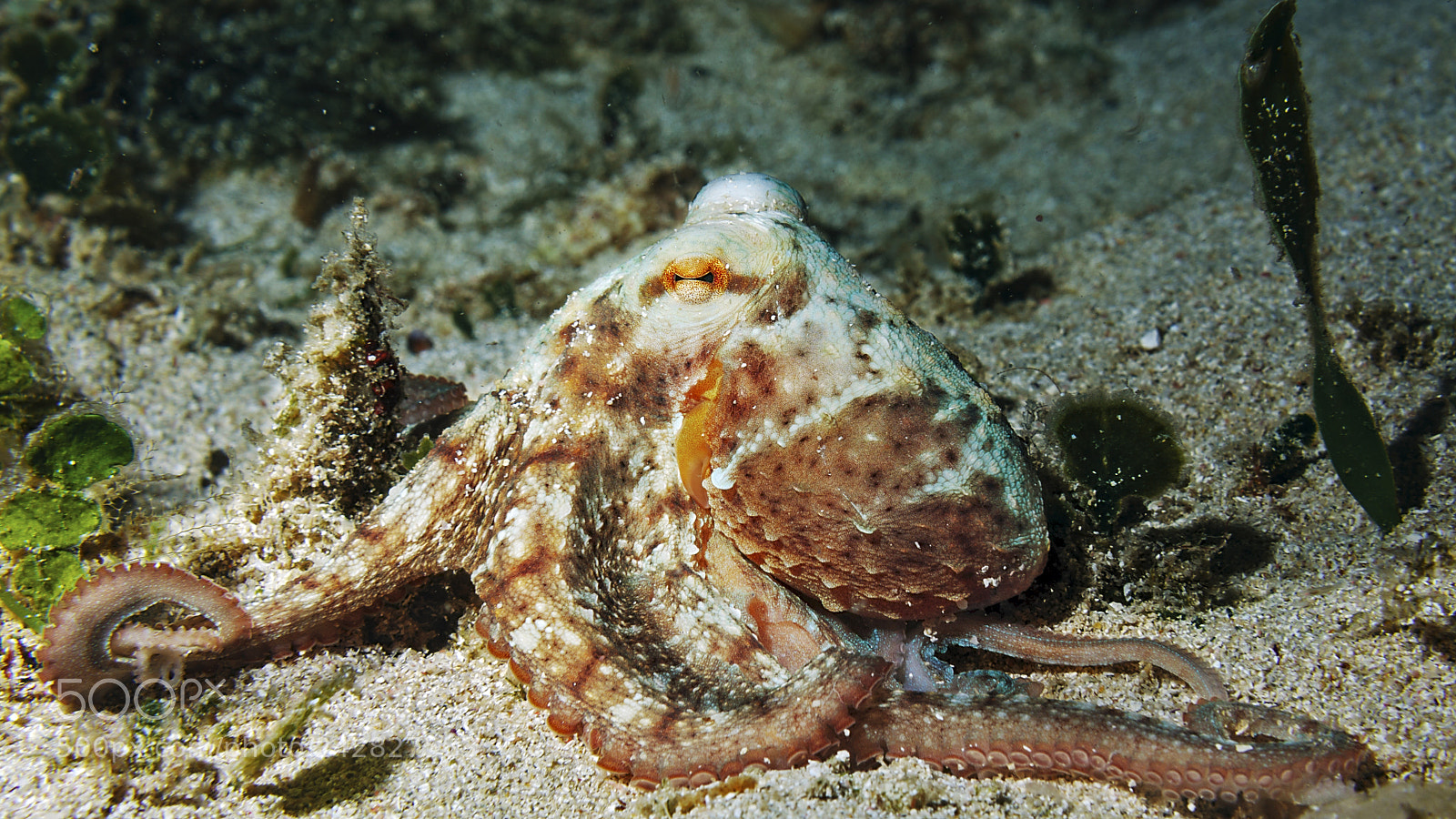 Canon EOS 40D sample photo. The fantastic underwater world photography