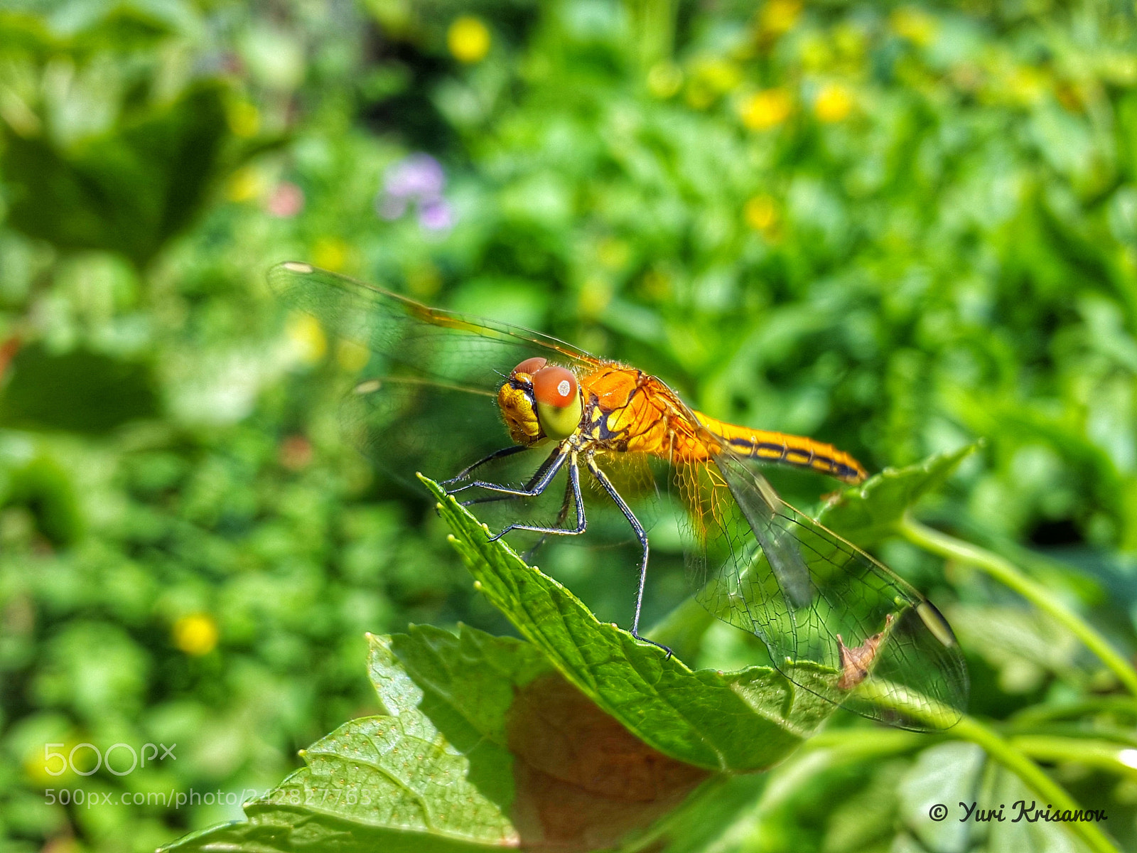 Samsung Galaxy Alpha sample photo. Dragonfly on a currant photography
