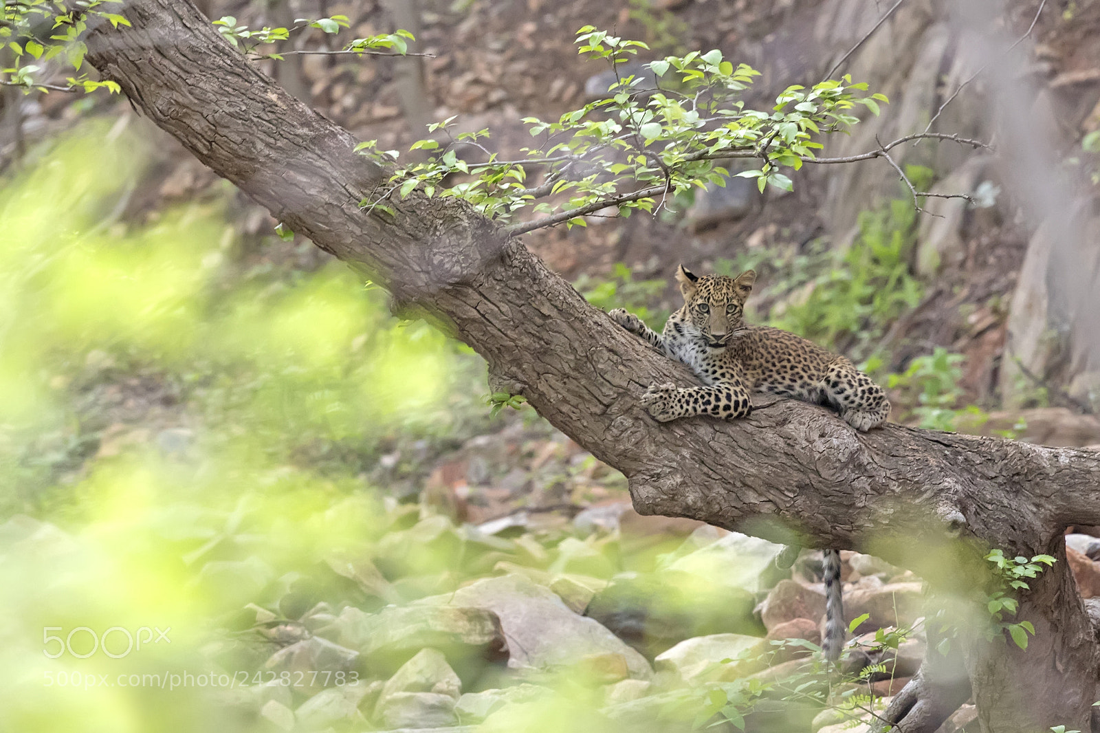 Canon EOS-1D X Mark II sample photo. Spotted kid photography