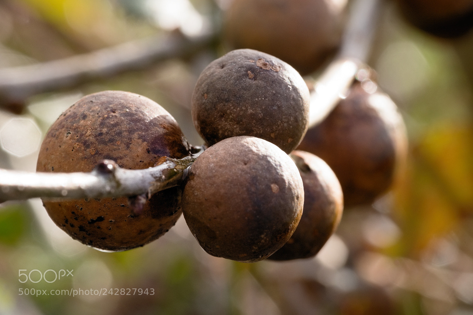 Fujifilm X-T1 sample photo. Oak apples in a photography