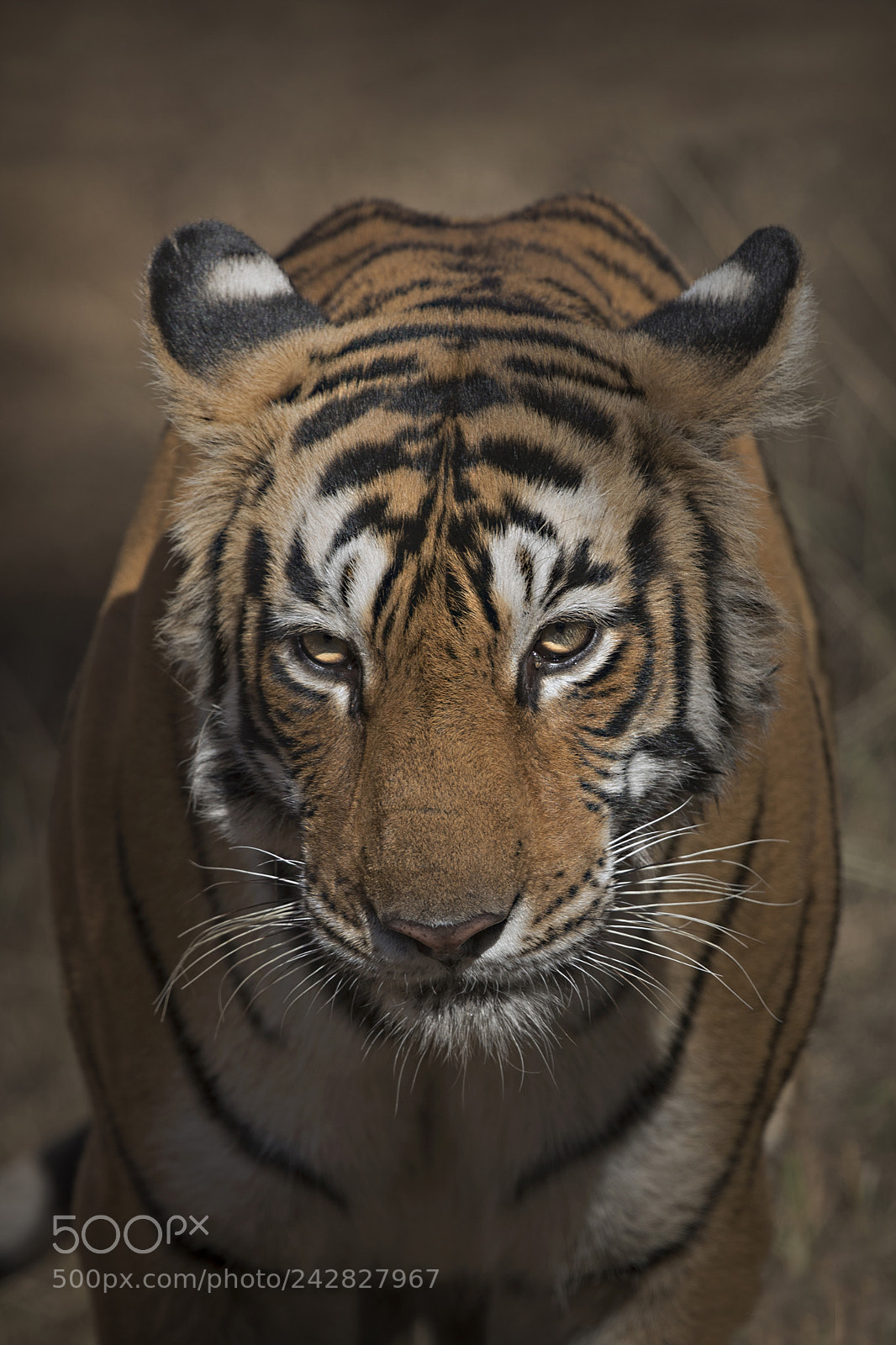 Canon EOS-1D X Mark II sample photo. Scary look photography