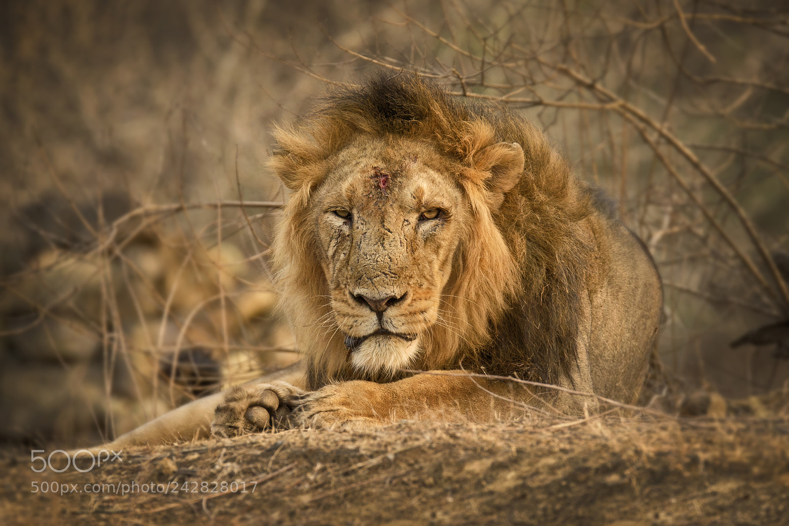 Canon EOS-1D X sample photo. Aggressive warrior photography