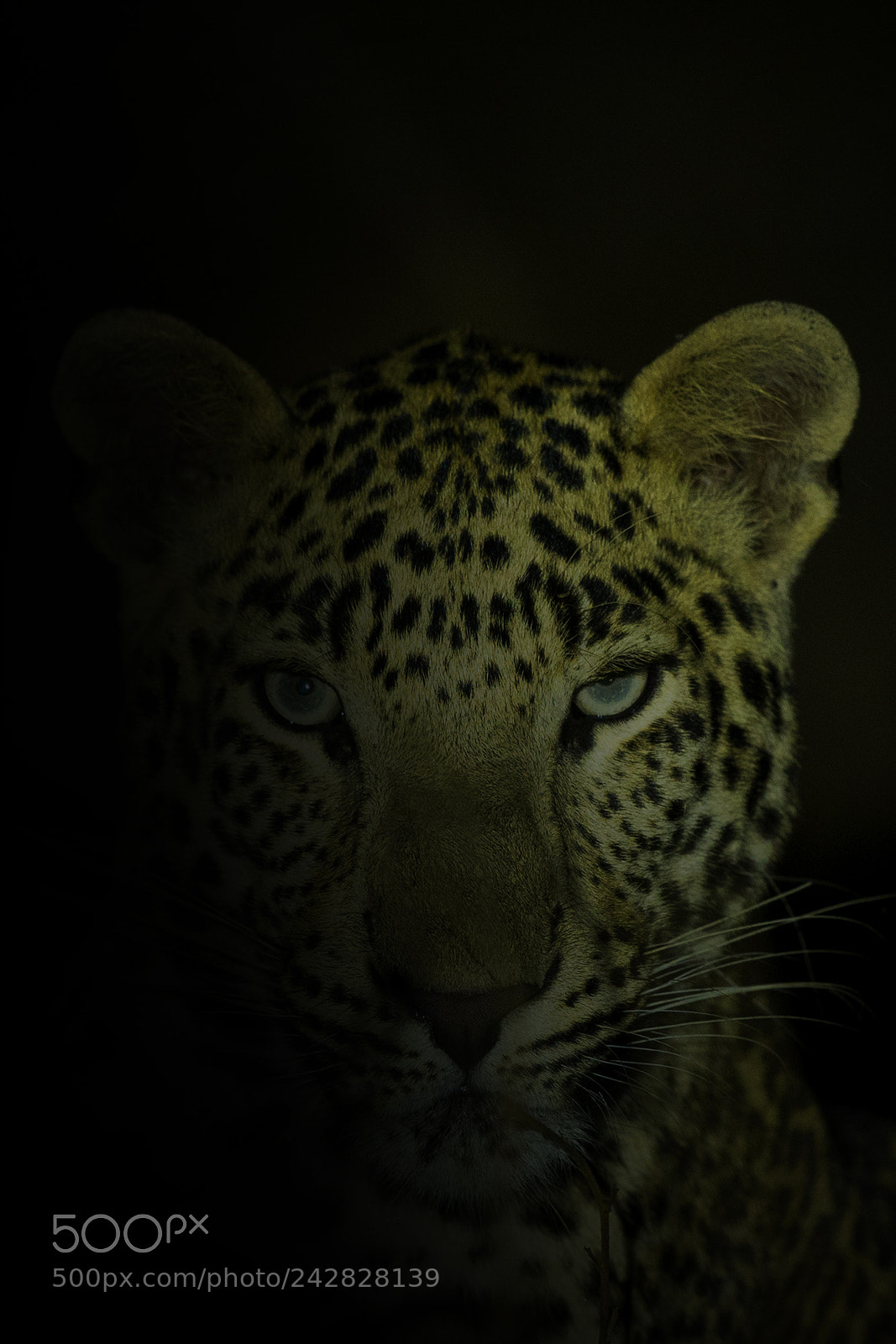 Canon EOS-1D X sample photo. Ghost photography