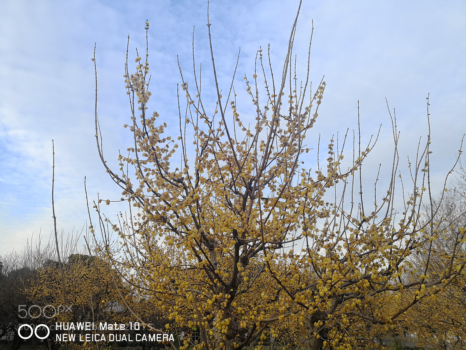 HUAWEI Mate 10 sample photo. Untitled photography