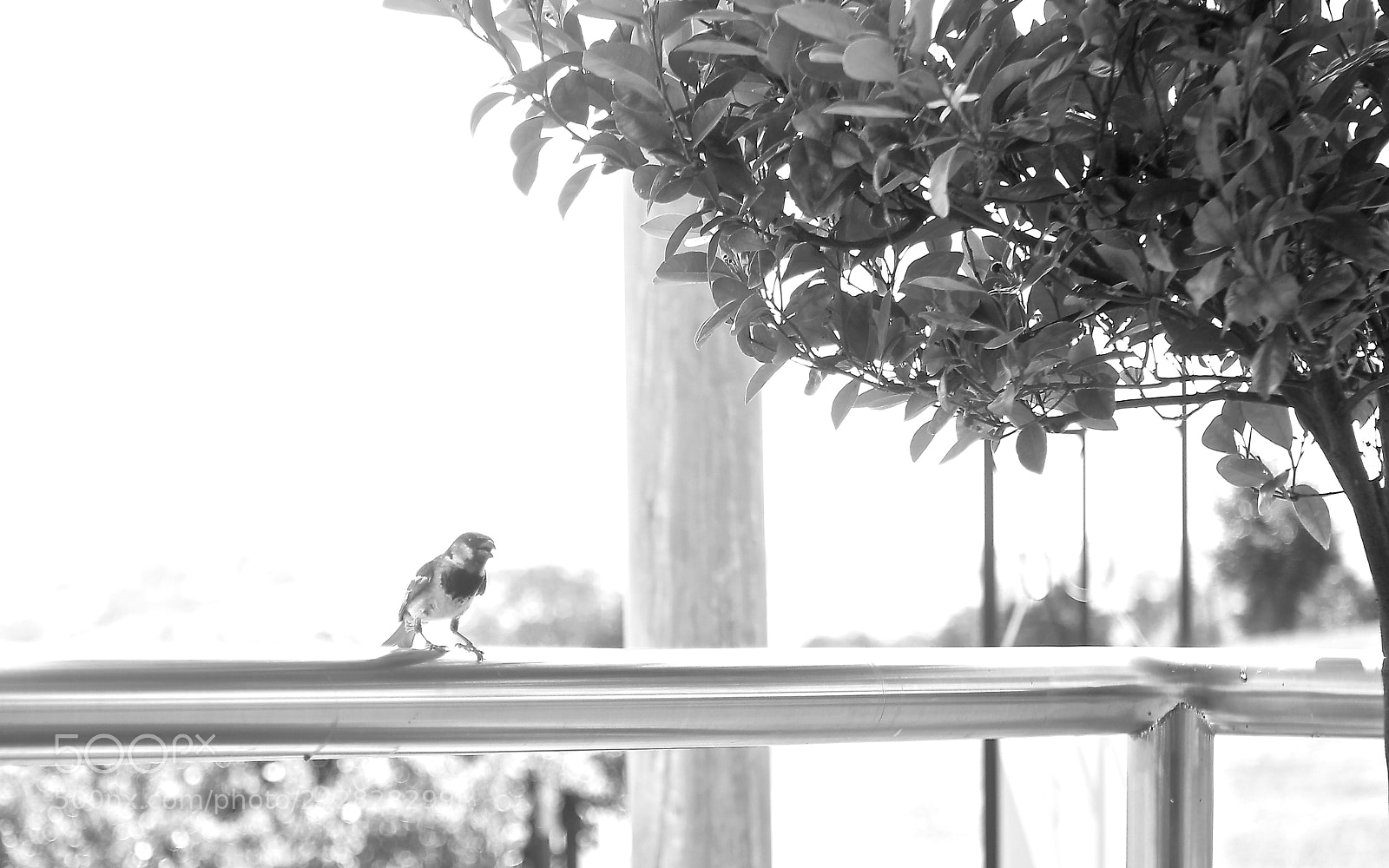 Canon EOS 550D (EOS Rebel T2i / EOS Kiss X4) sample photo. The plea photography