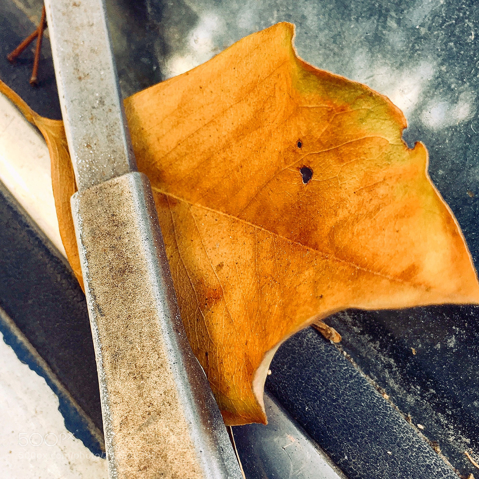 Apple iPhone 6s Plus sample photo. Untitled photography