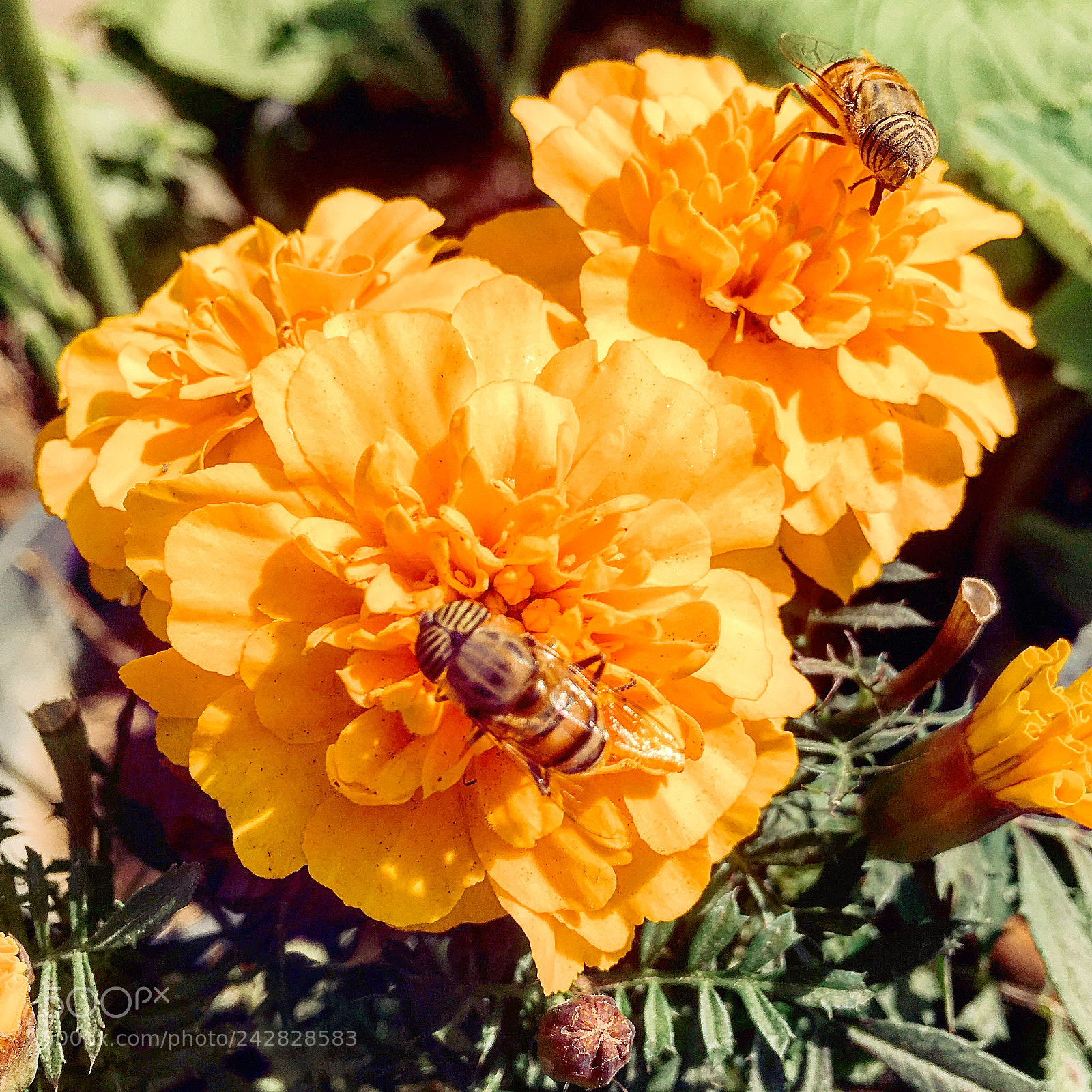 Apple iPhone 6s Plus sample photo. Untitled photography