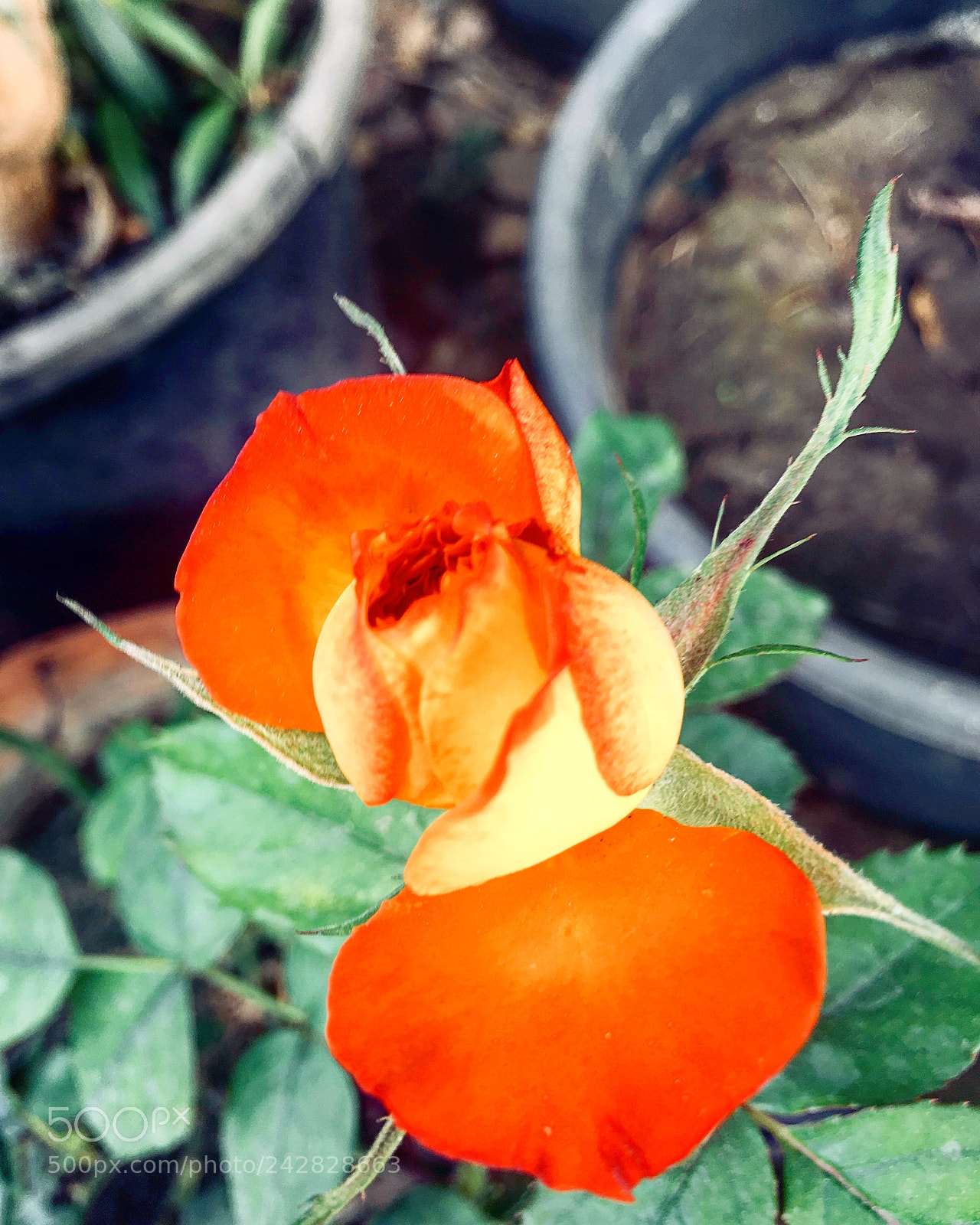 Apple iPhone 6s Plus sample photo. Untitled photography
