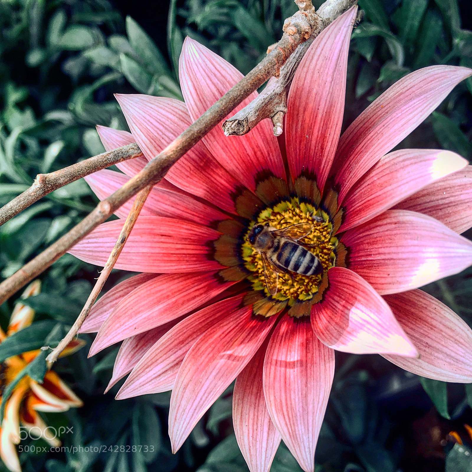Apple iPhone 6s Plus sample photo. Untitled photography