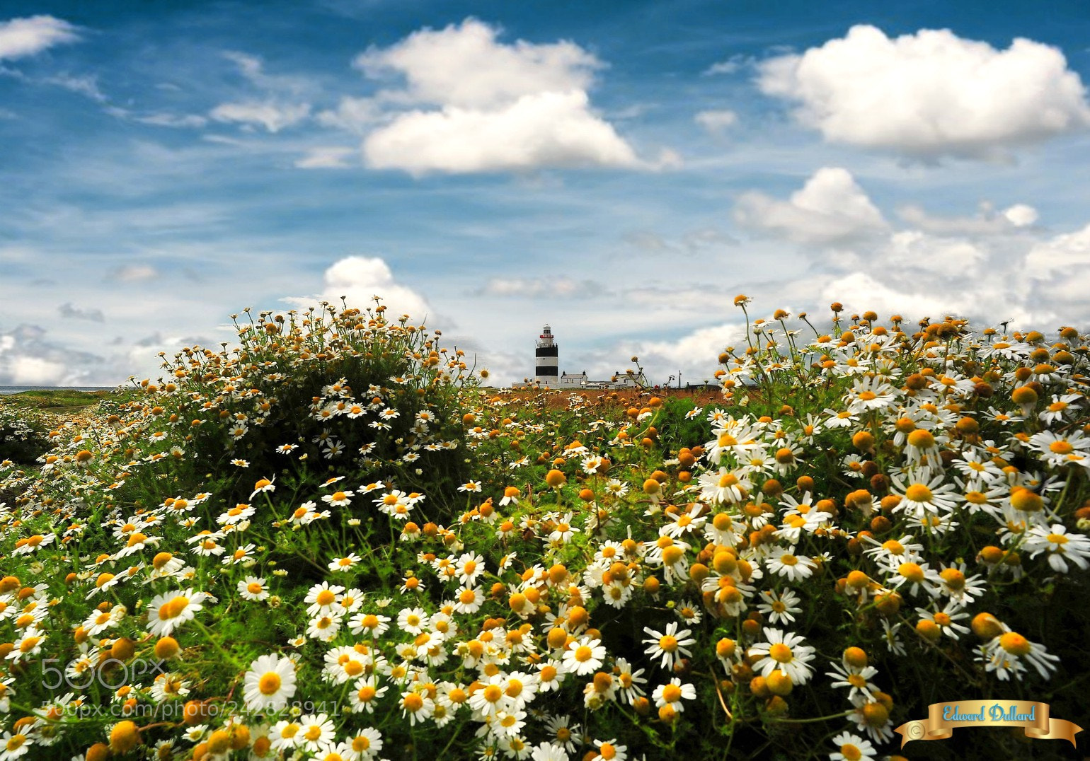 Nikon D700 sample photo. Daisies at the lighthouse. photography