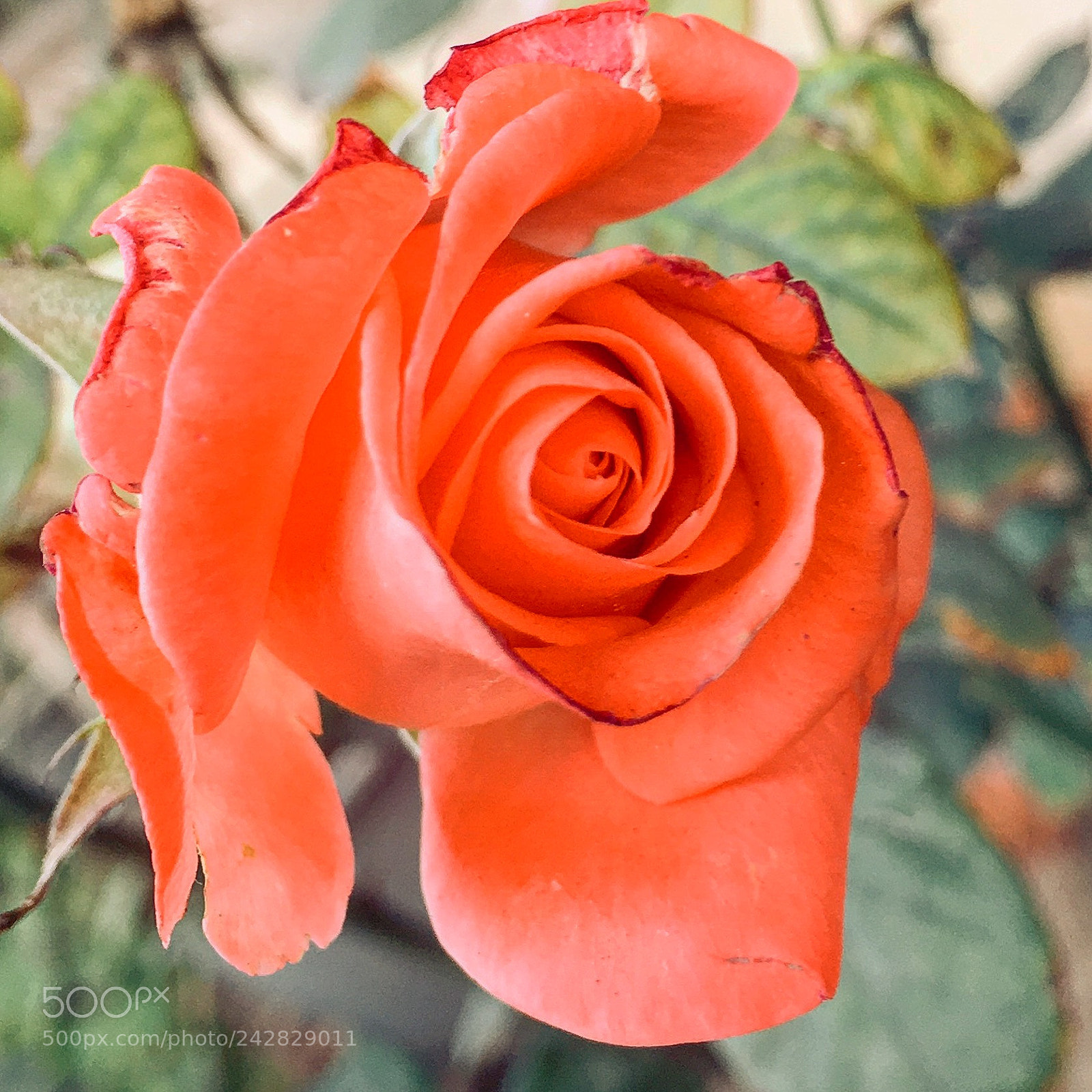 Apple iPhone 6s Plus sample photo. Untitled photography