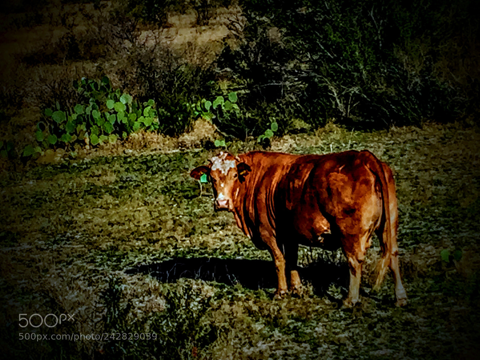 Apple iPhone 6 sample photo. One master beef photography