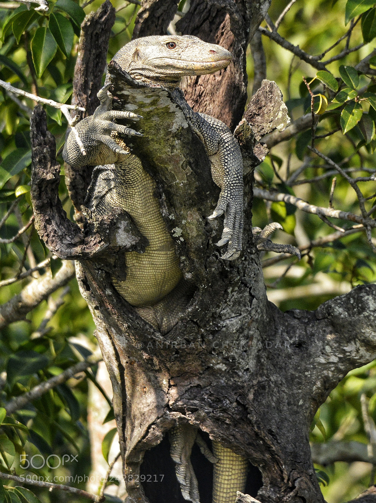 Nikon D800E sample photo. The camouflage ! photography