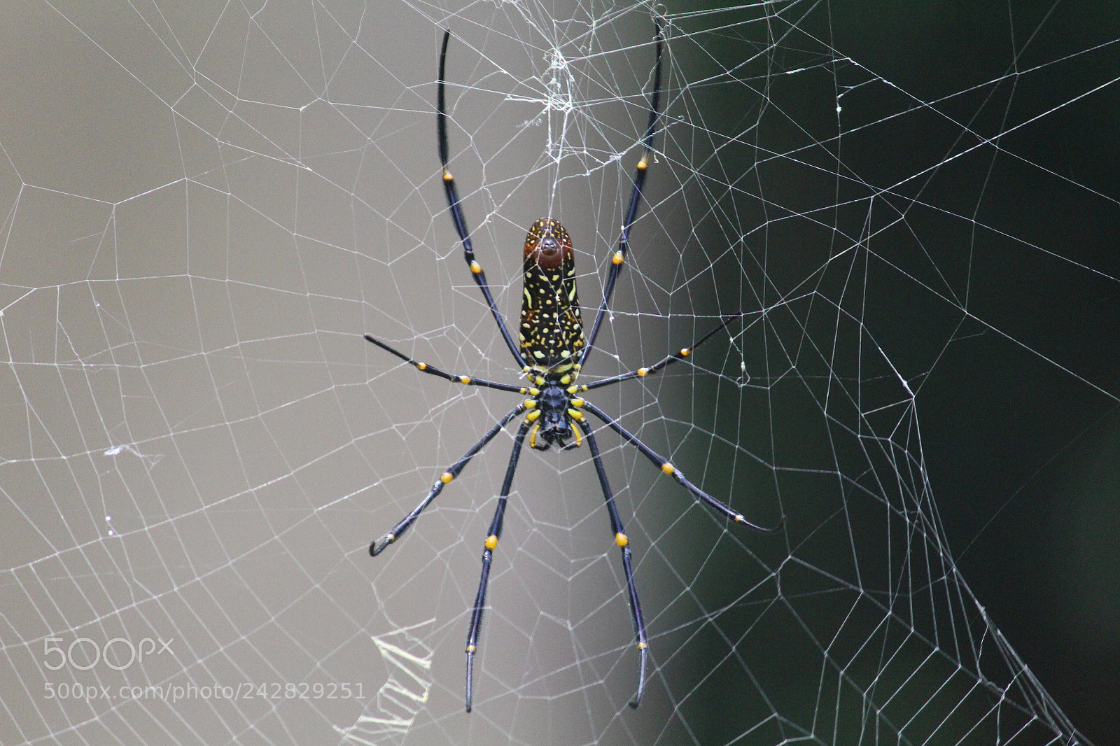 Canon EF-S 55-250mm F4-5.6 IS II sample photo. Spidey photography