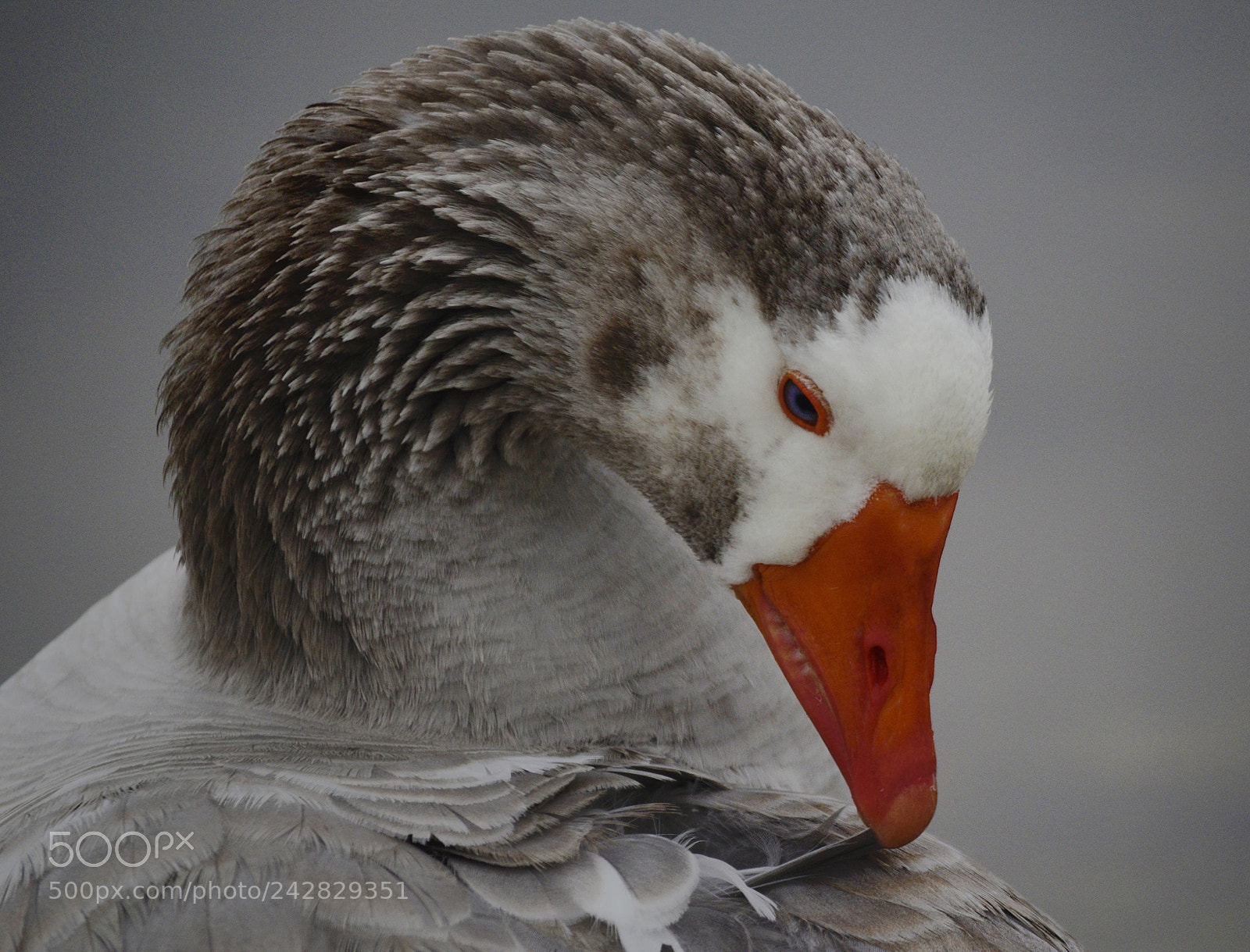 Nikon D5100 sample photo. Angry bird photography