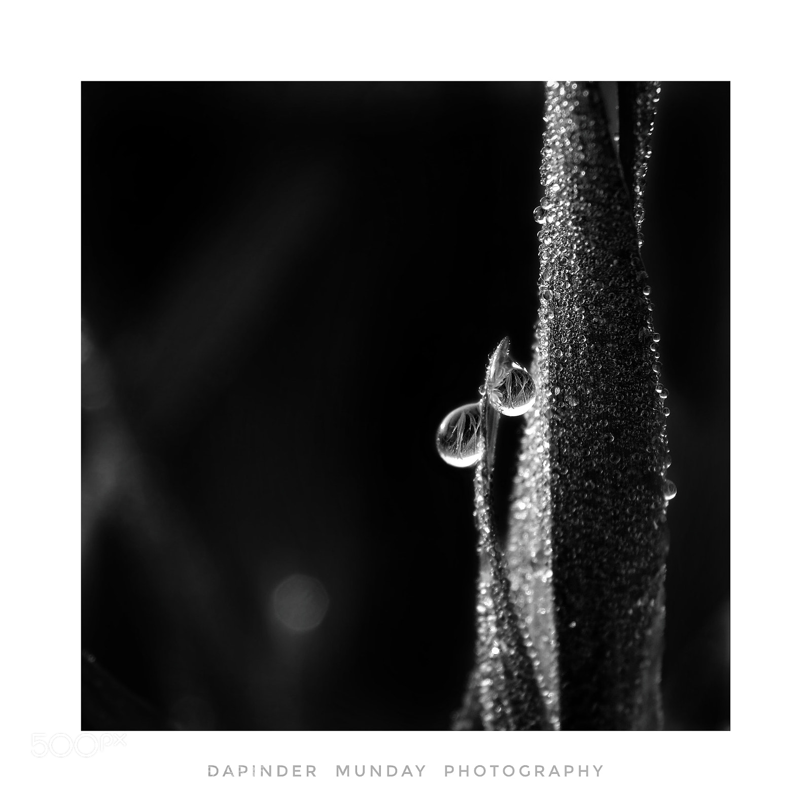 Fujifilm X-T2 sample photo. Dew drops photography