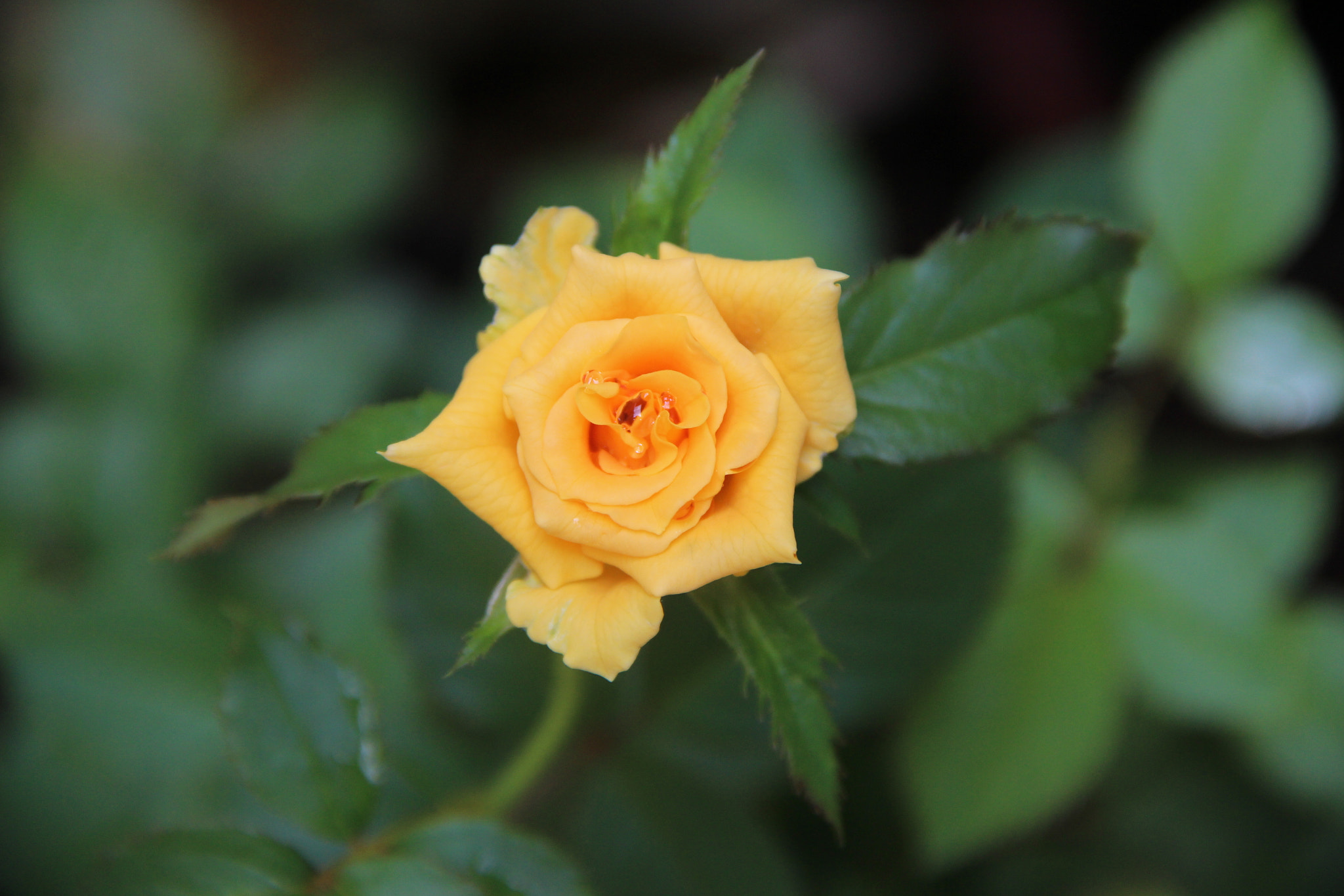 Canon EOS 650D (EOS Rebel T4i / EOS Kiss X6i) sample photo. Rose photography