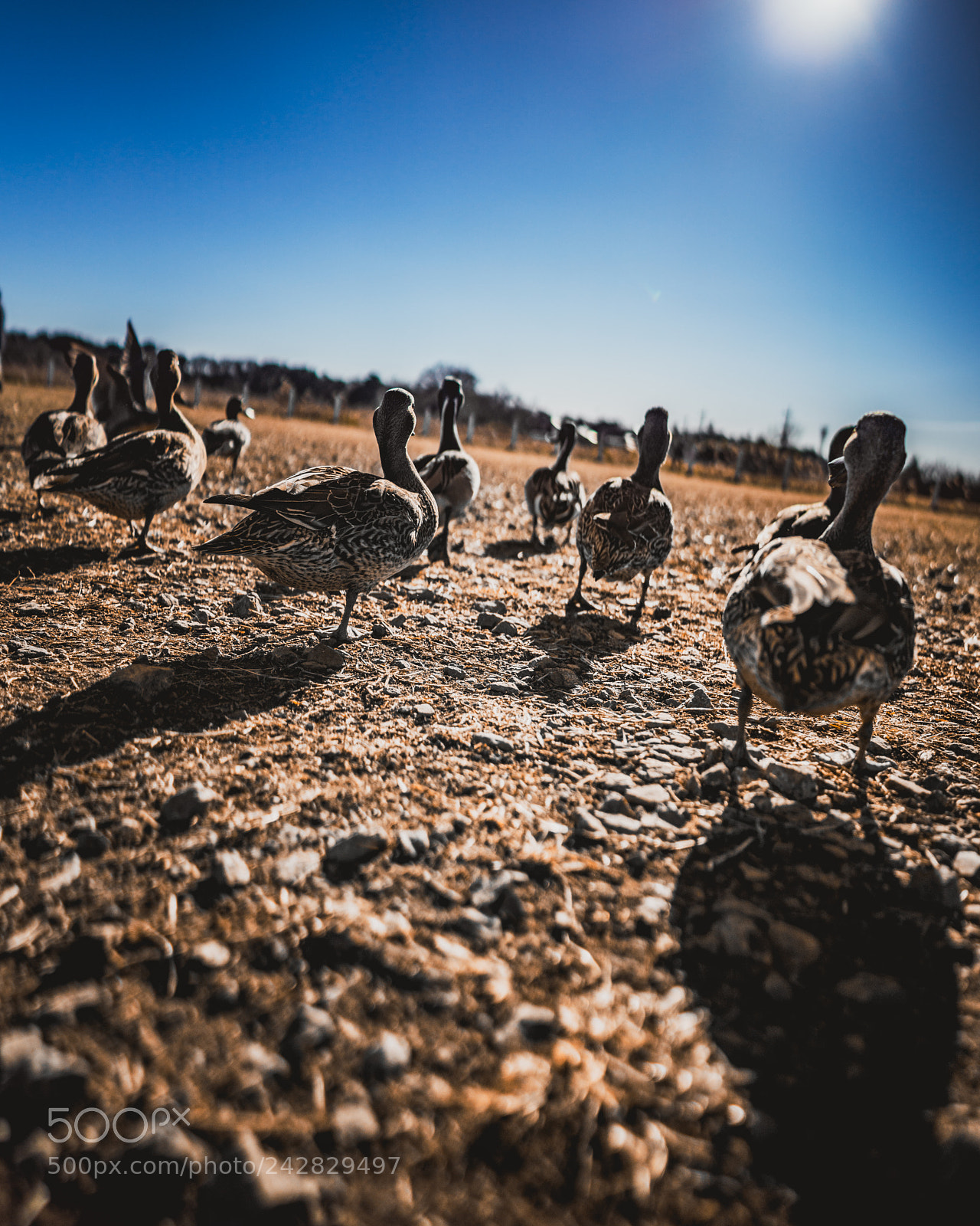 Sony a7R III sample photo. Duck walk in tataranuma photography