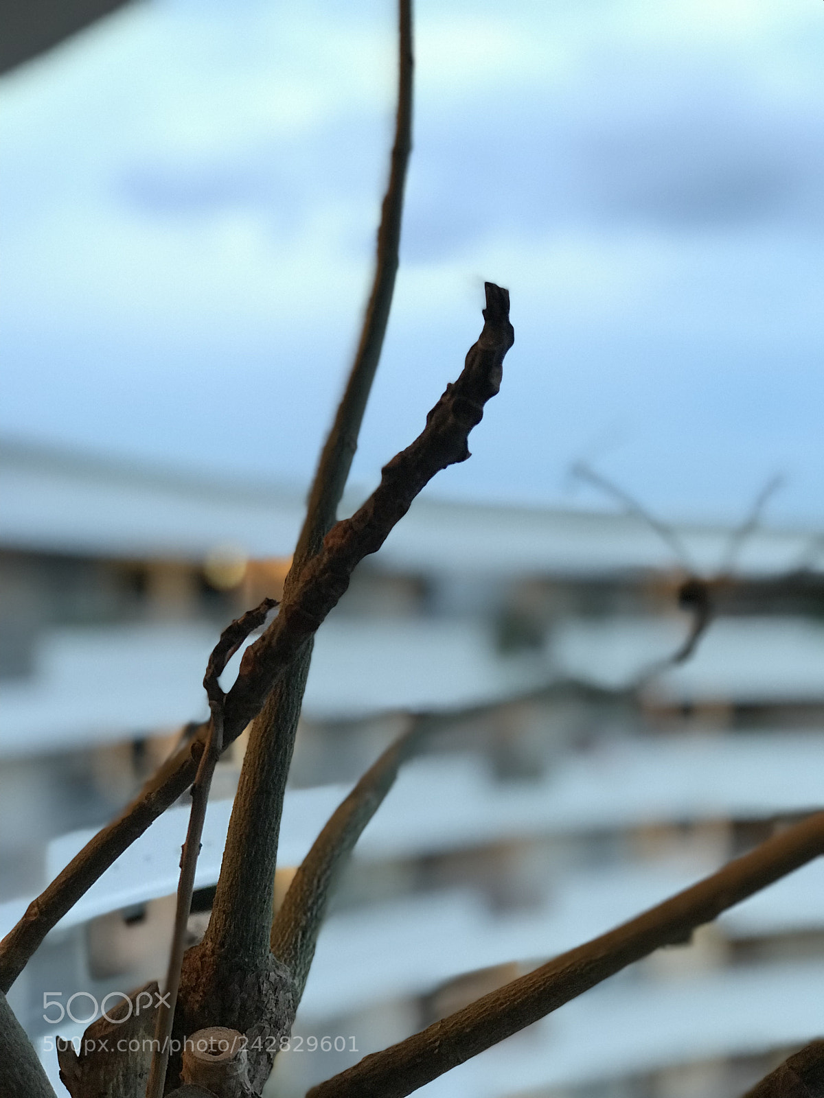 Apple iPhone 7 Plus sample photo. Untitled photography