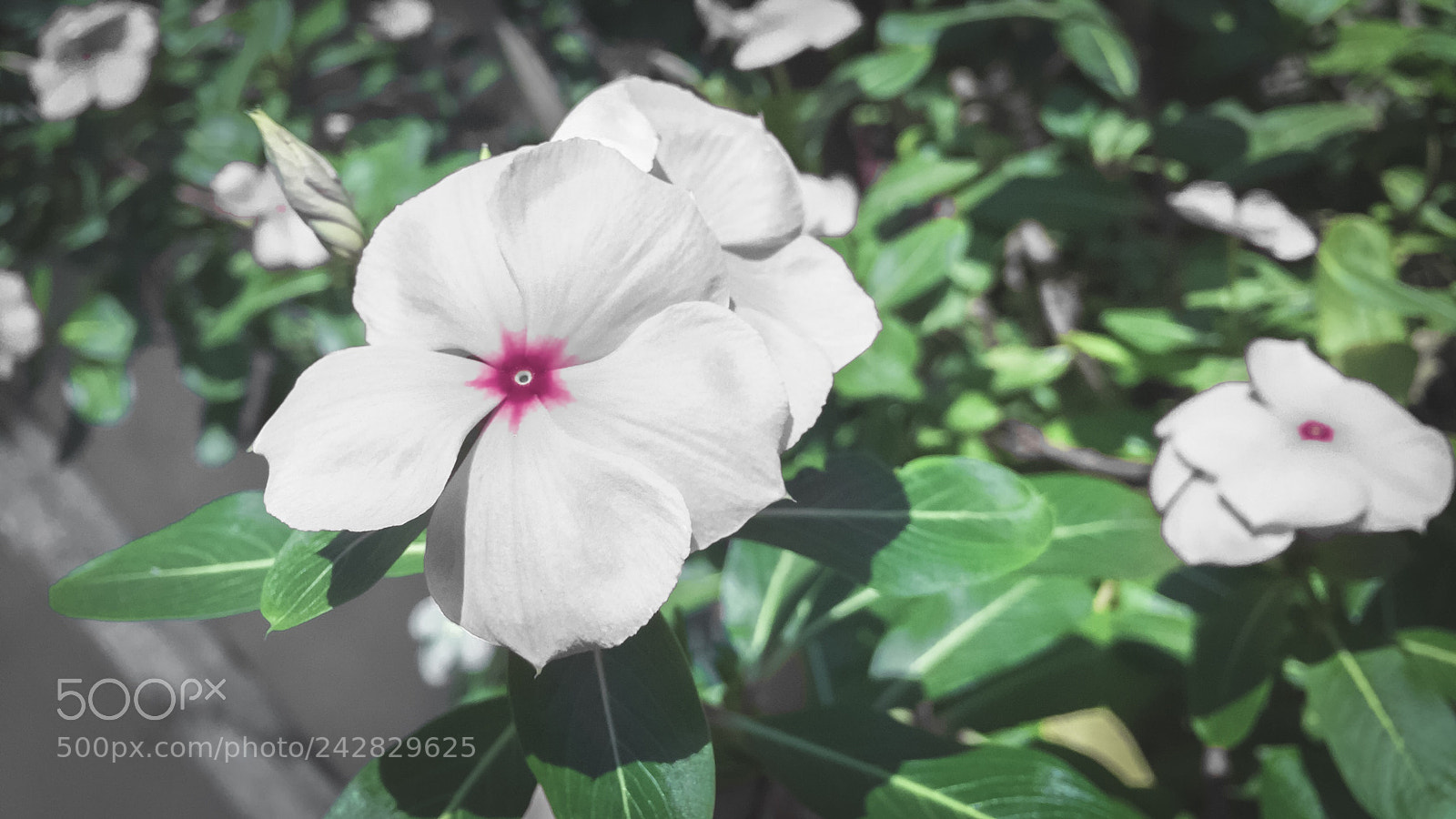 Apple iPhone 6 Plus sample photo. Untitled photography