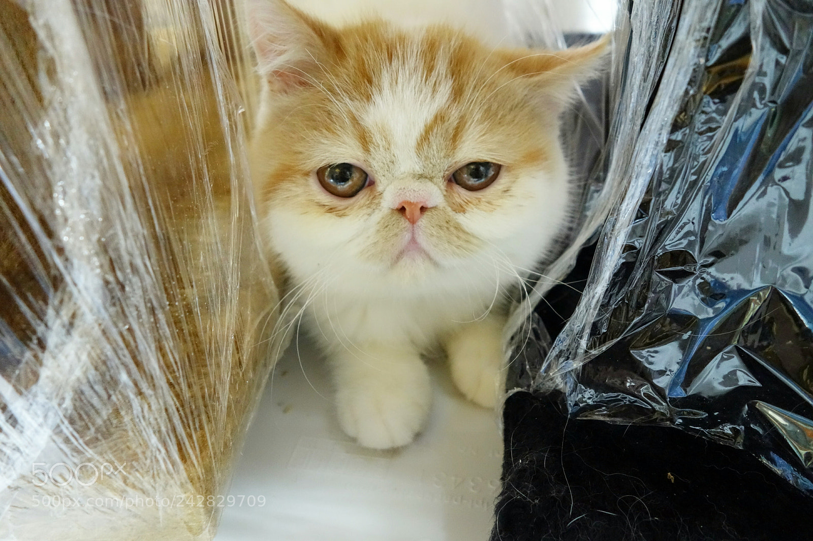 Sony Cyber-shot DSC-RX100 sample photo. Cat photography