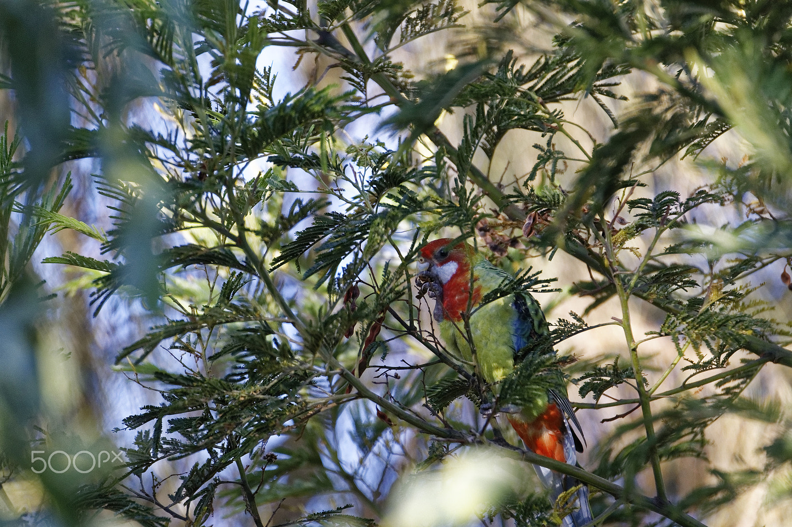 Tamron SP 150-600mm F5-6.3 Di VC USD sample photo. Bird in tree photography