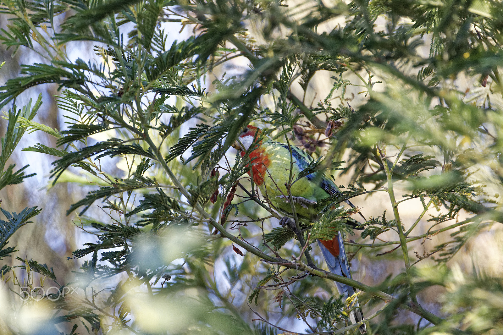Canon EOS 6D + Tamron SP 150-600mm F5-6.3 Di VC USD sample photo. Bird in tree photography
