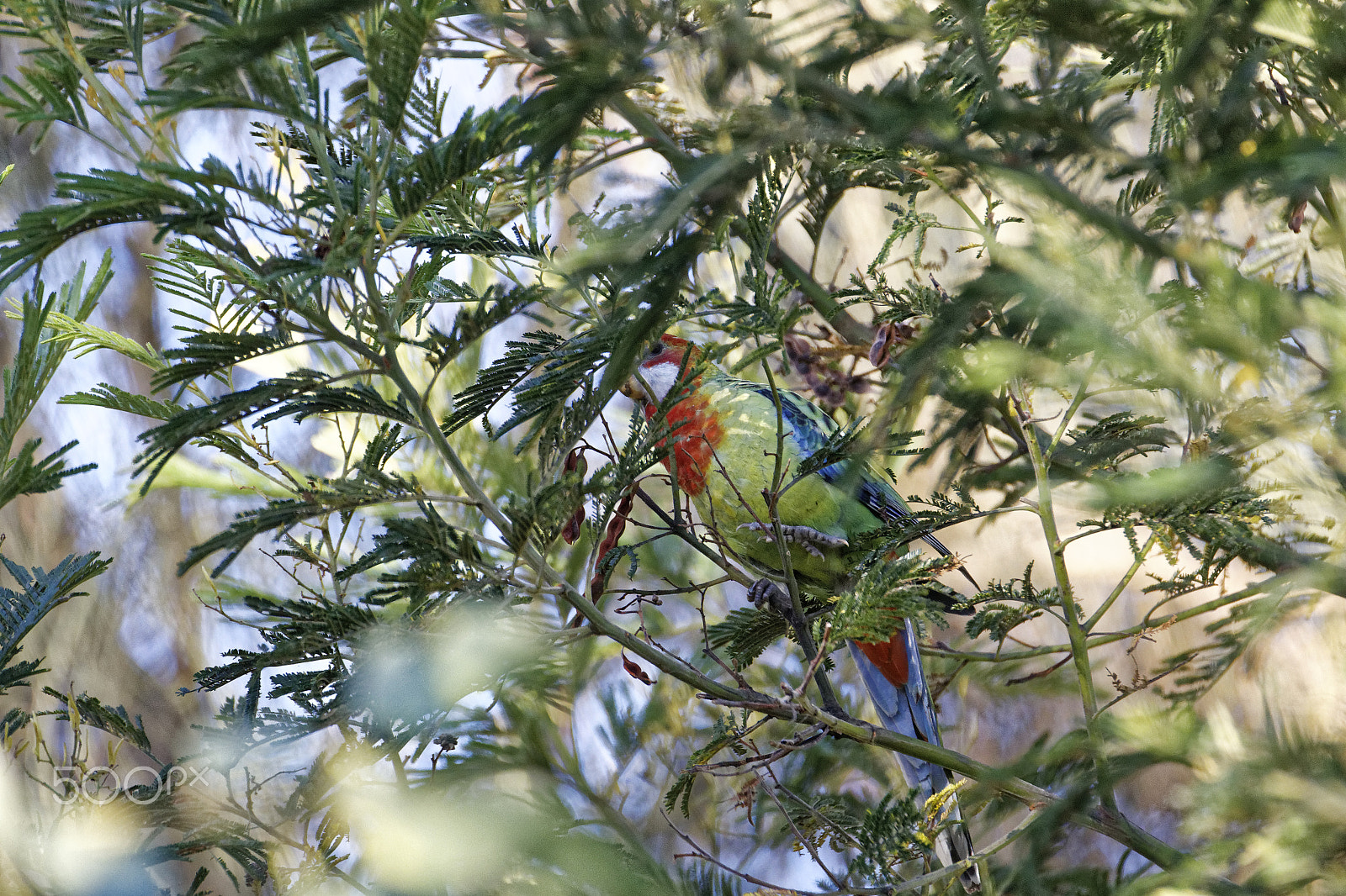 Tamron SP 150-600mm F5-6.3 Di VC USD sample photo. Bird in tree photography
