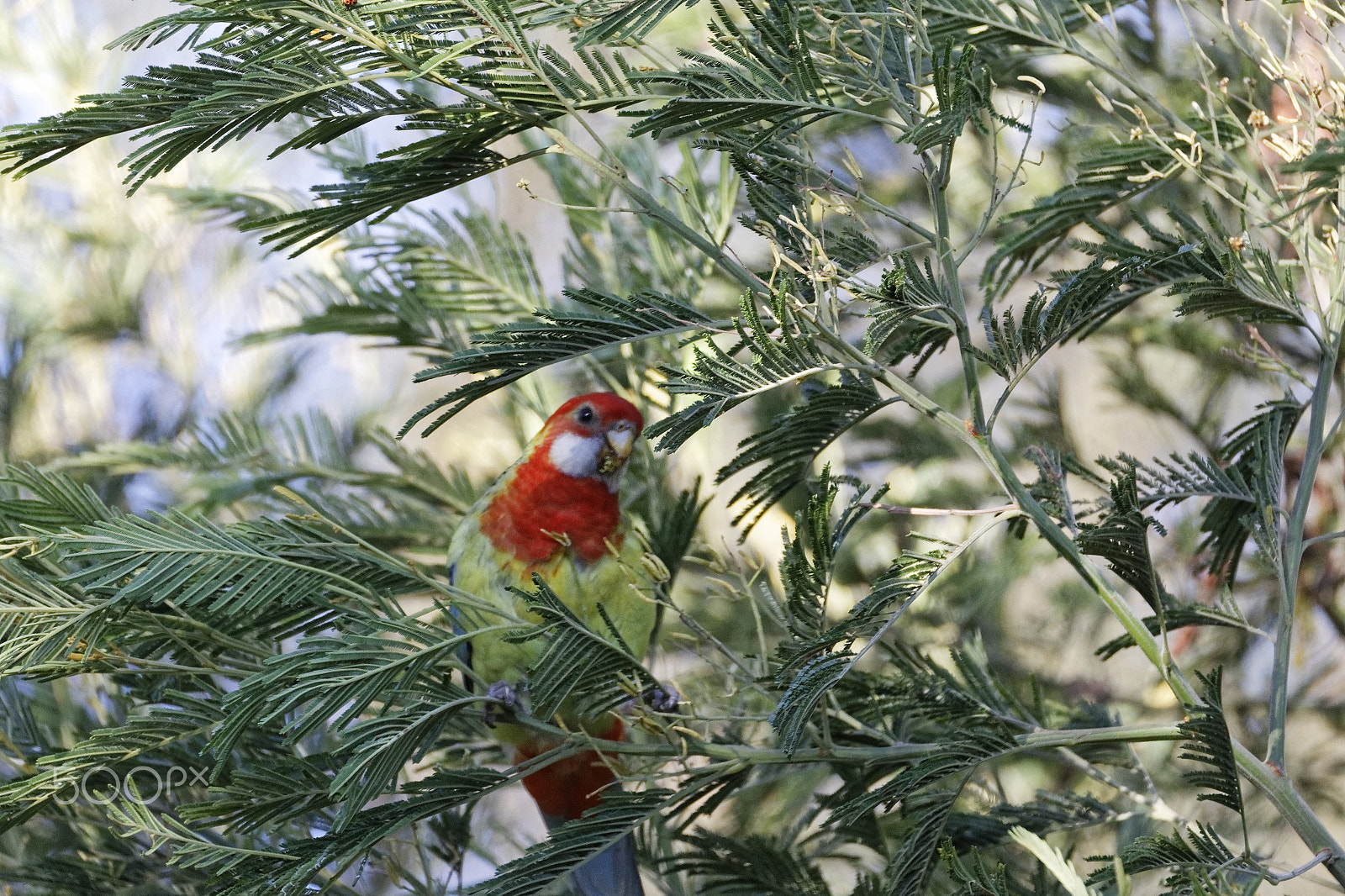 Tamron SP 150-600mm F5-6.3 Di VC USD sample photo. Bird in tree photography