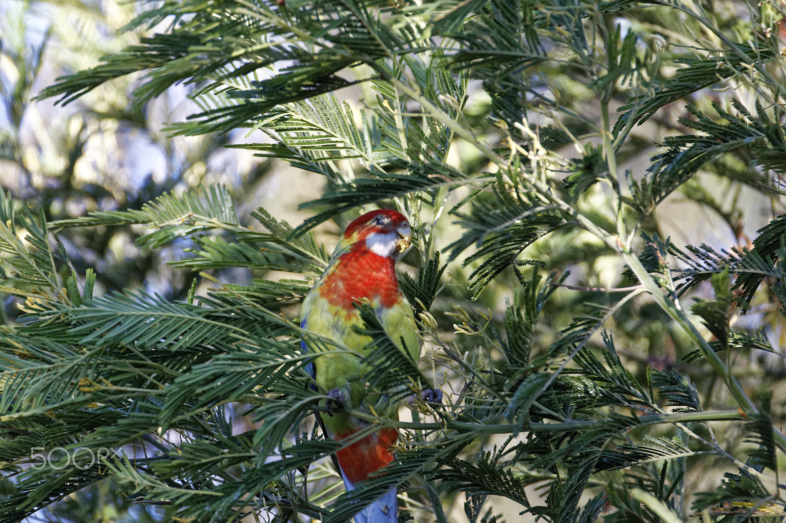 Tamron SP 150-600mm F5-6.3 Di VC USD sample photo. Bird in tree photography