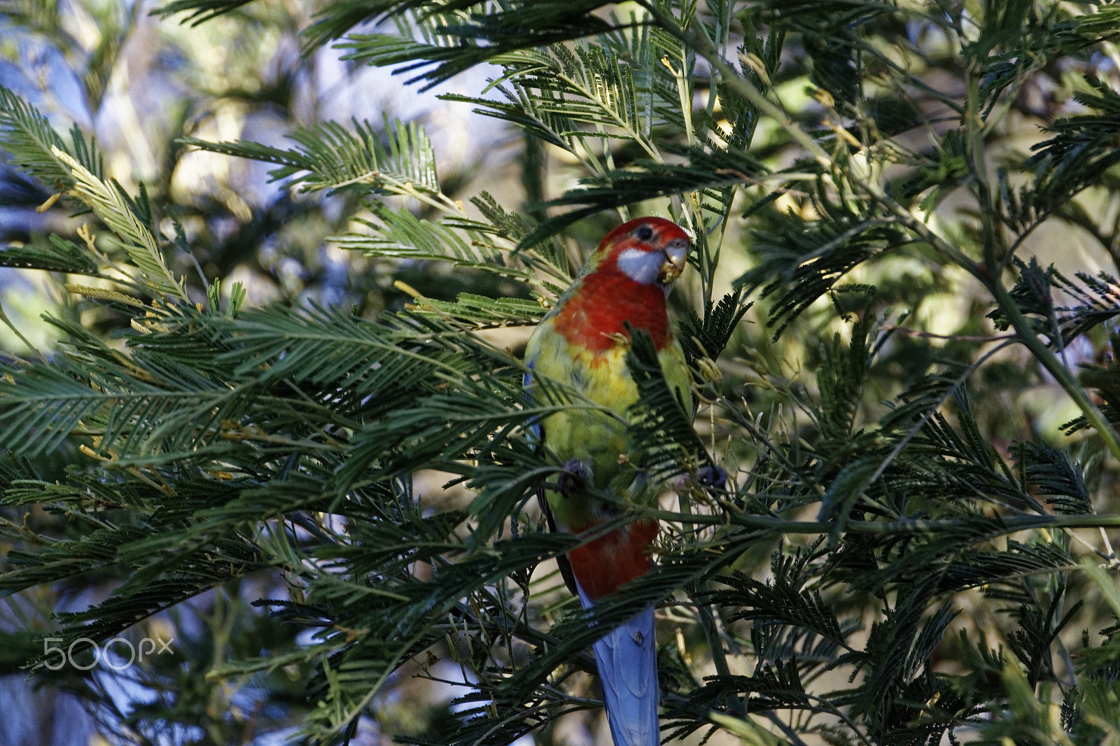 Tamron SP 150-600mm F5-6.3 Di VC USD sample photo. Bird in tree photography