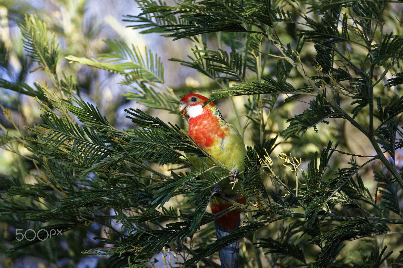 Tamron SP 150-600mm F5-6.3 Di VC USD sample photo. Bird in tree photography