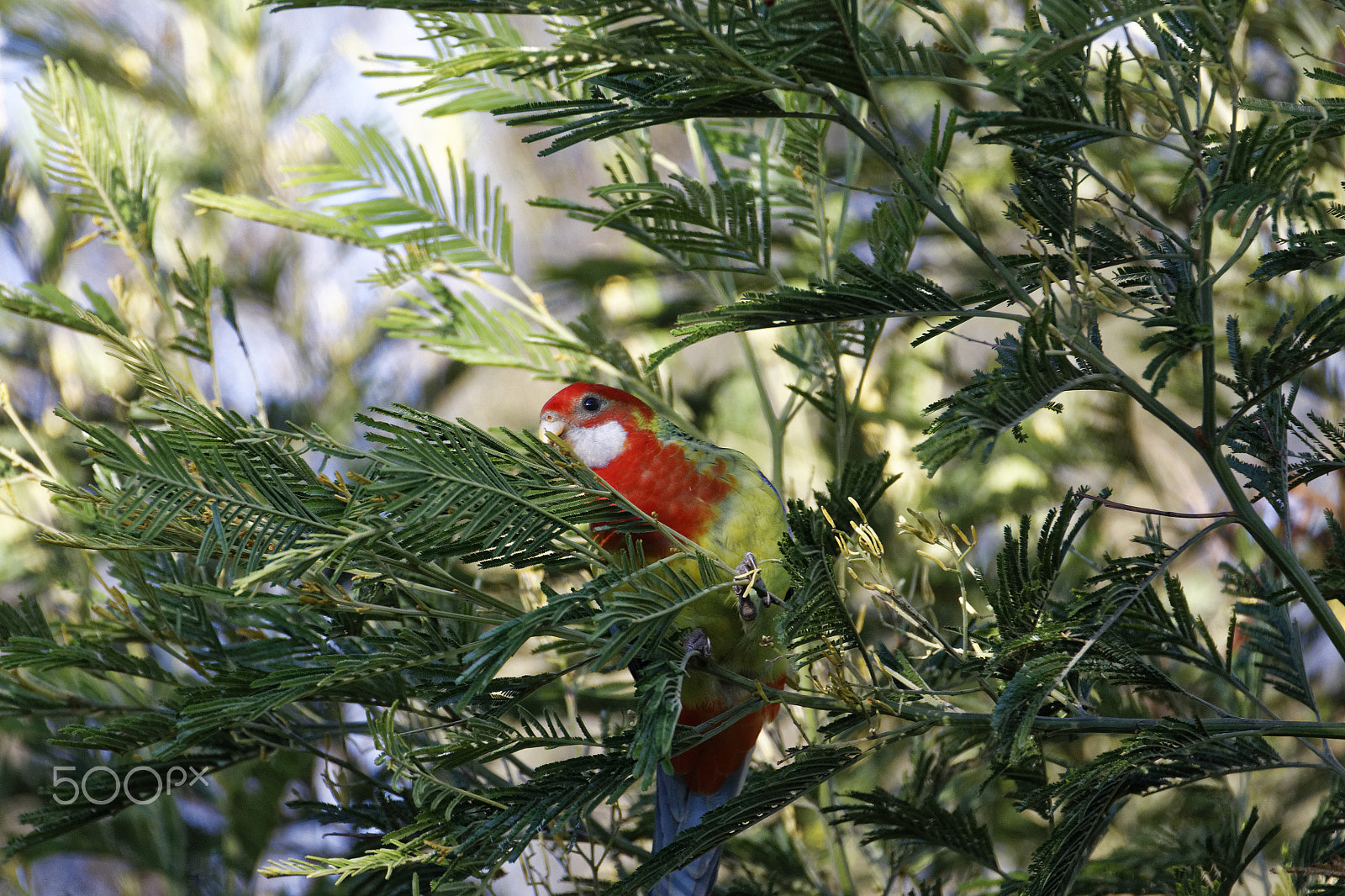 Tamron SP 150-600mm F5-6.3 Di VC USD sample photo. Bird in tree photography