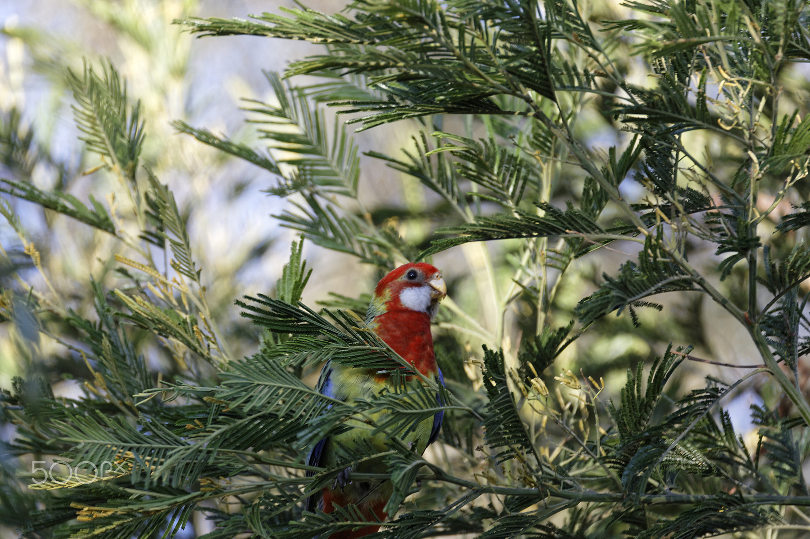 Tamron SP 150-600mm F5-6.3 Di VC USD sample photo. Bird in tree photography