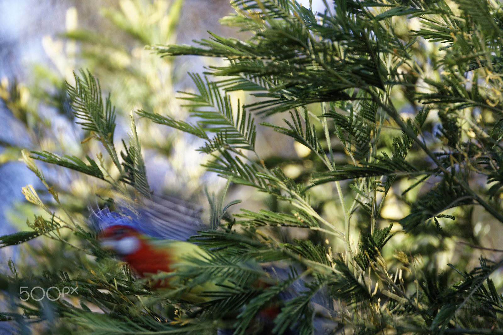 Tamron SP 150-600mm F5-6.3 Di VC USD sample photo. Bird in tree photography