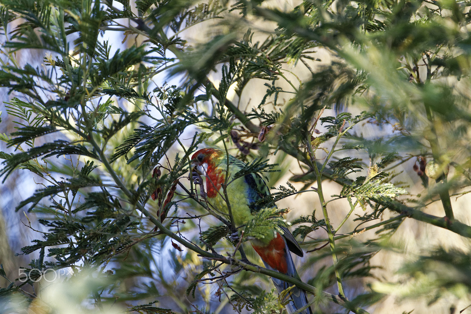 Tamron SP 150-600mm F5-6.3 Di VC USD sample photo. Bird in tree photography