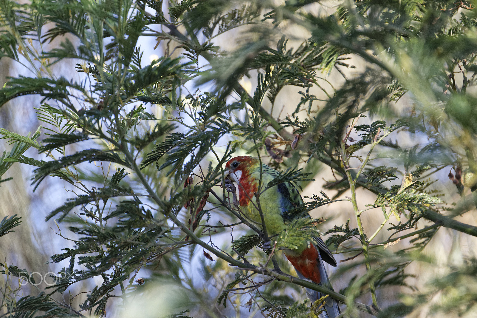Tamron SP 150-600mm F5-6.3 Di VC USD sample photo. Bird in tree photography