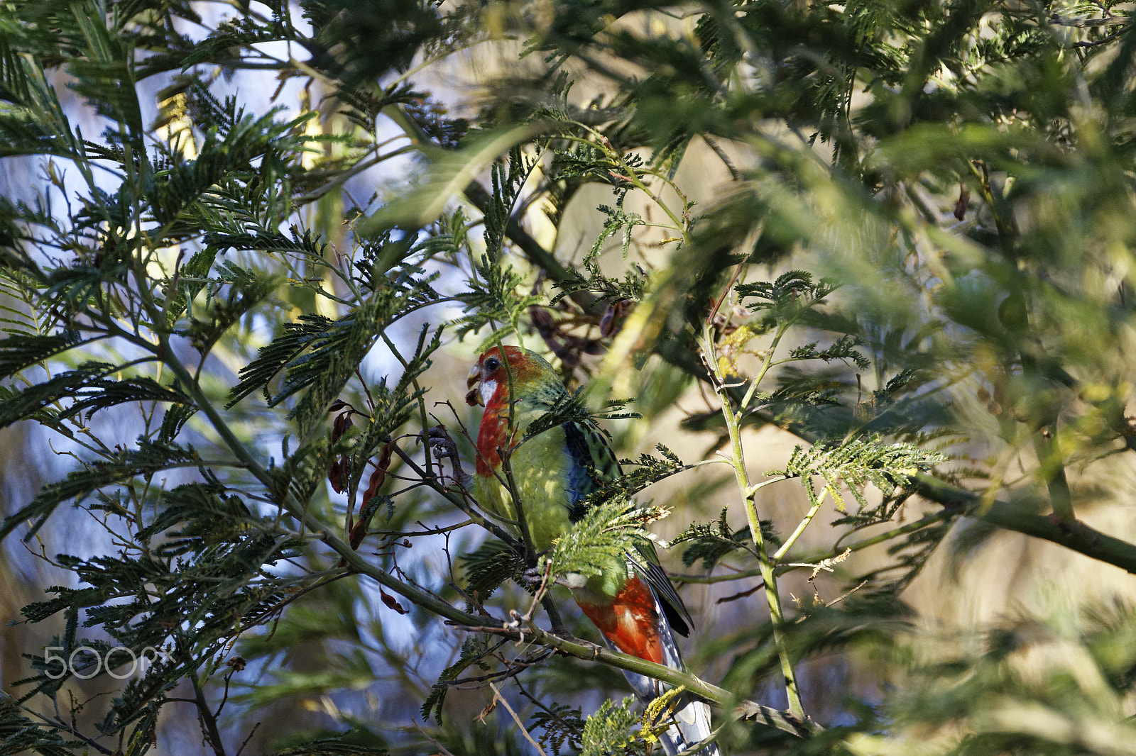 Tamron SP 150-600mm F5-6.3 Di VC USD sample photo. Bird in tree photography