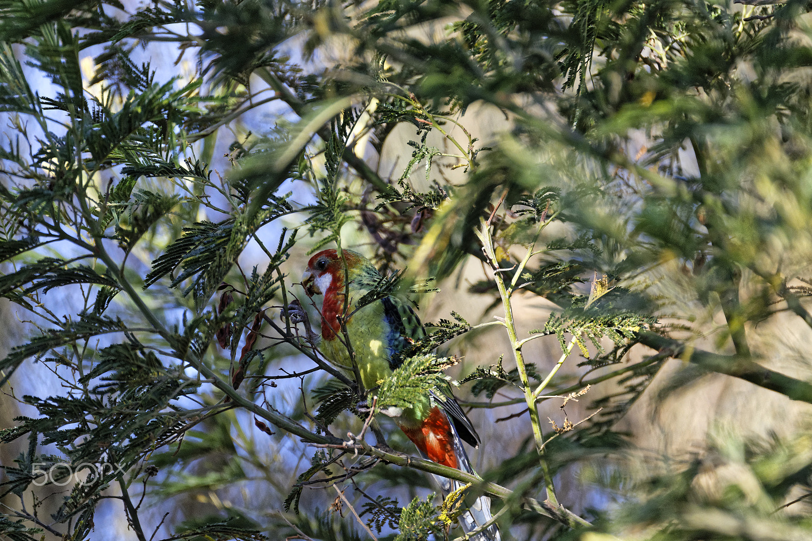 Tamron SP 150-600mm F5-6.3 Di VC USD sample photo. Bird in tree photography