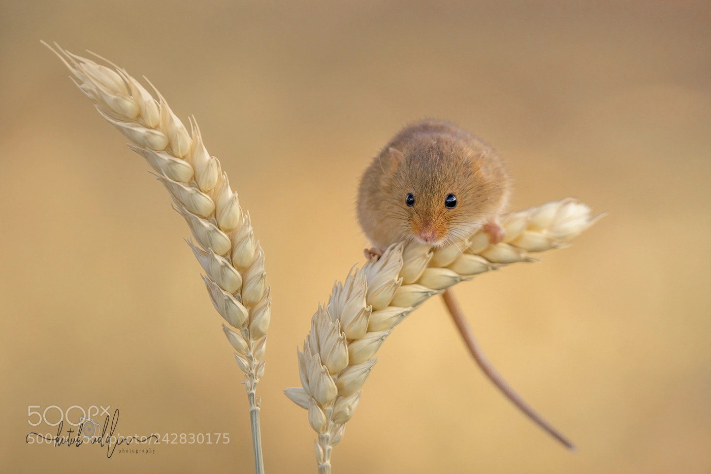 Sony ILCA-77M2 sample photo. Harvest mice photography