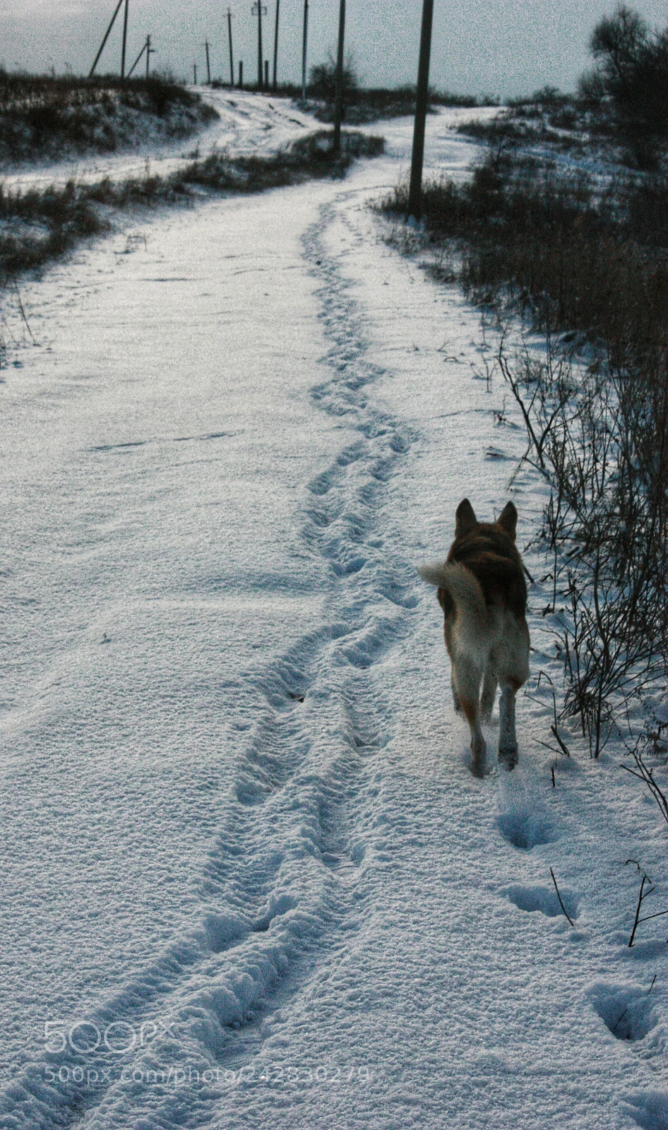 Canon EOS 450D (EOS Rebel XSi / EOS Kiss X2) sample photo. Winter dog photography