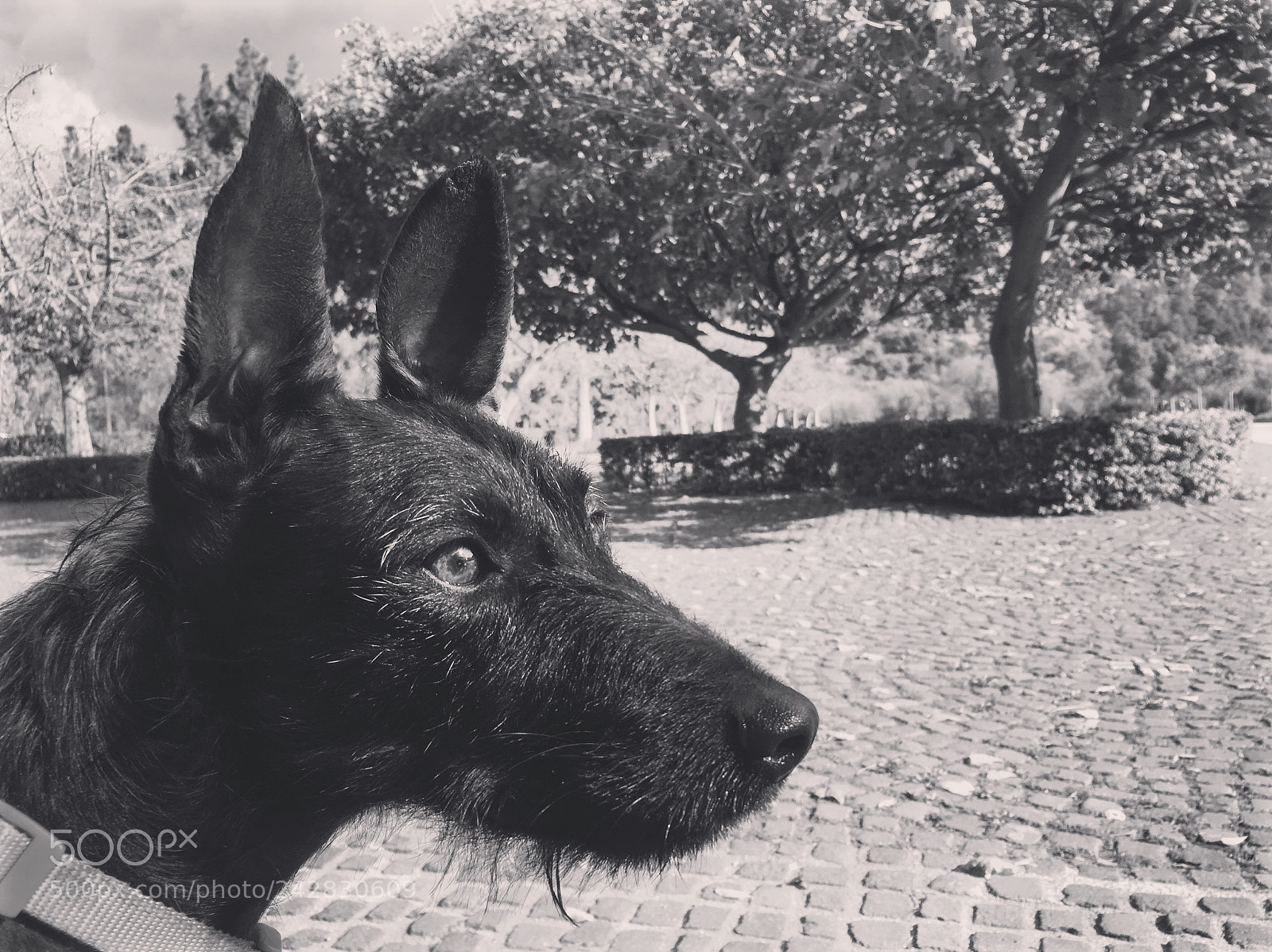 Apple iPhone 6s sample photo. Untitled photography