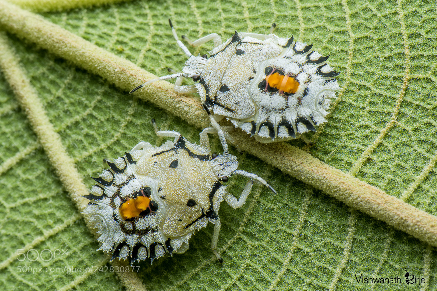 Nikon D7100 sample photo. Stink bugs nymph  photography