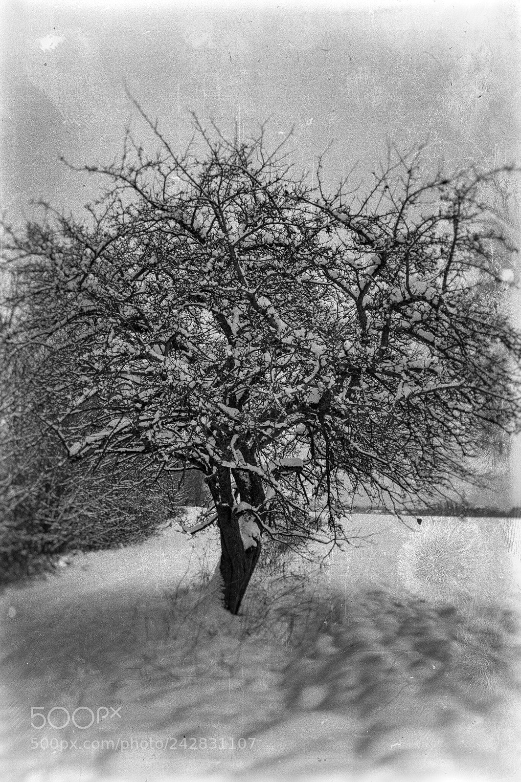 Nikon D700 sample photo. Trees  2 photography